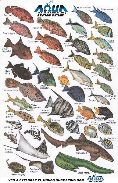 fish-card2